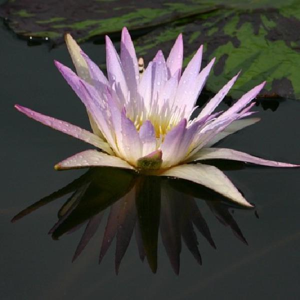 Waiting to flower