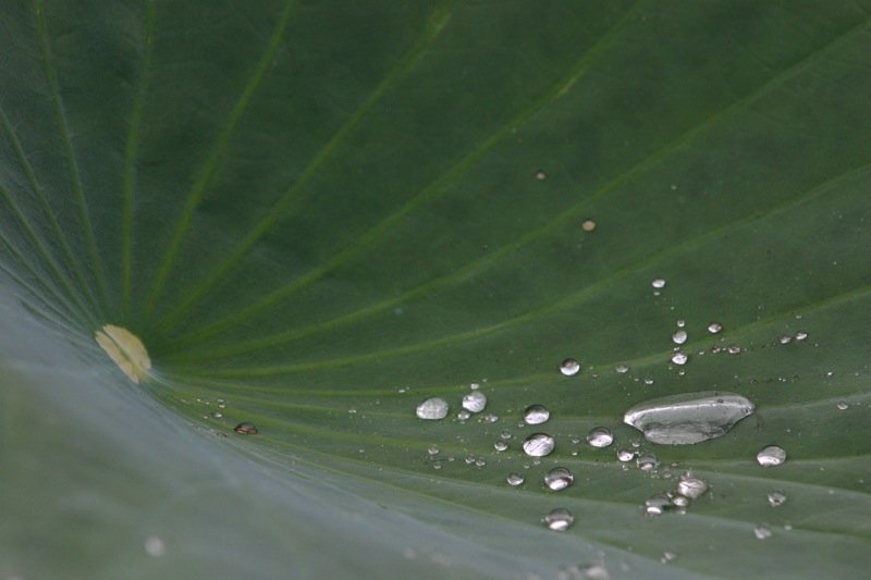 Watery surface