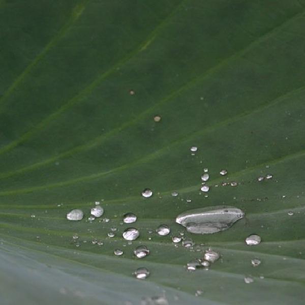 Watery surface