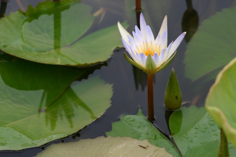 White lily