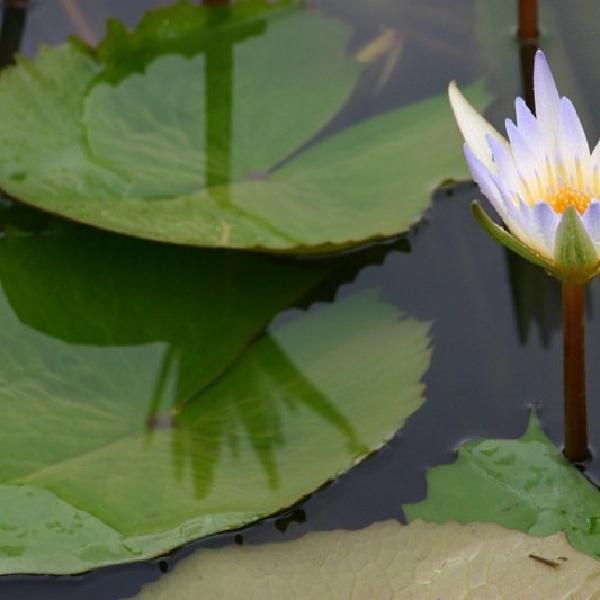 White lily