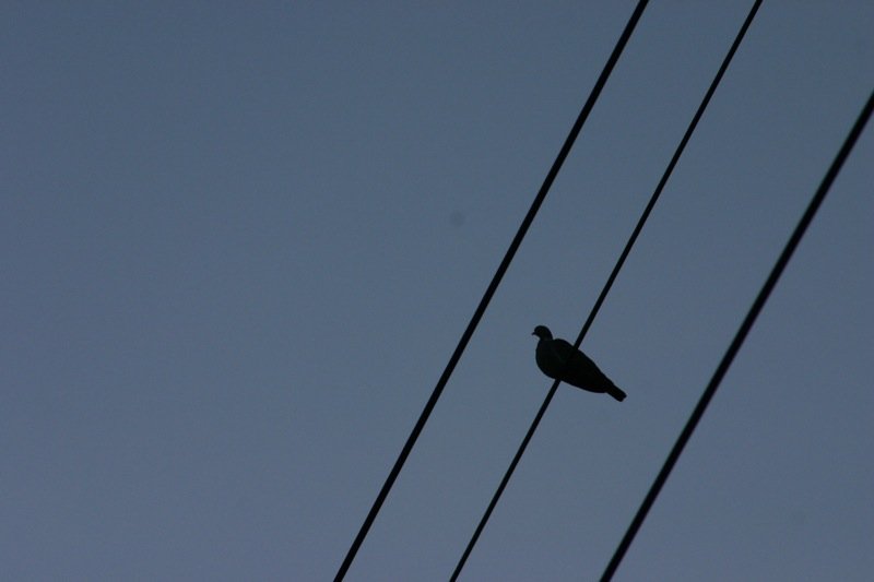 Bird on the wire
