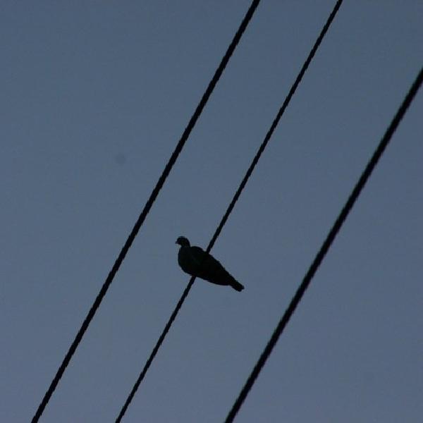 Bird on the wire
