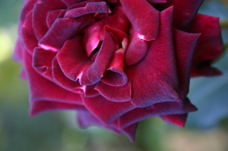 Red rose