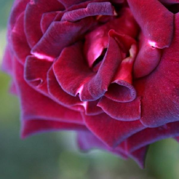 Red rose