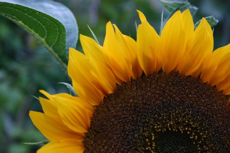Sonnenblume