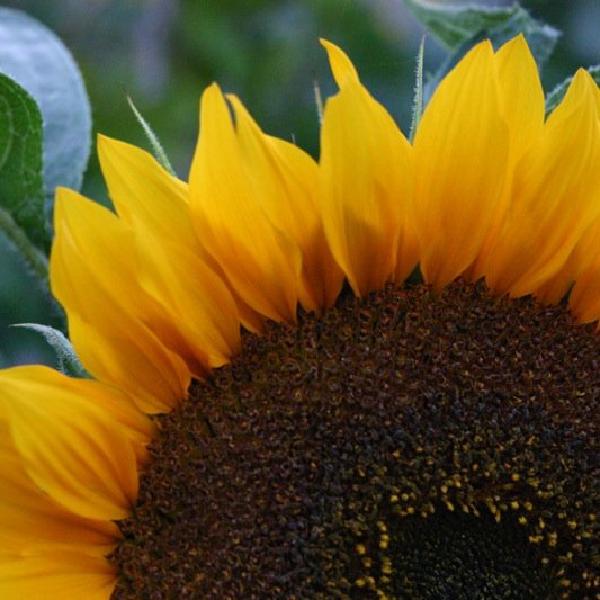Sonnenblume
