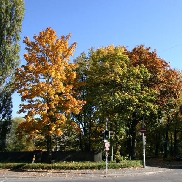 Autumn colours