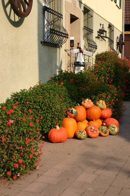Pile o' pumpkins