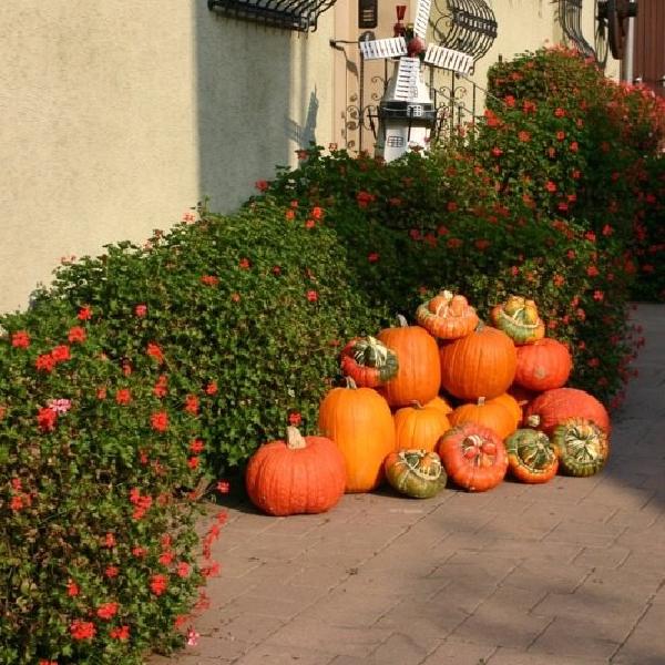 Pile o' pumpkins