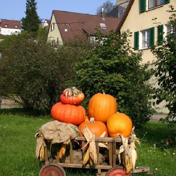 Pumpkin' on the bandwagon