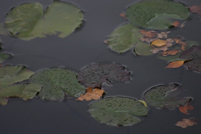 Lilypads