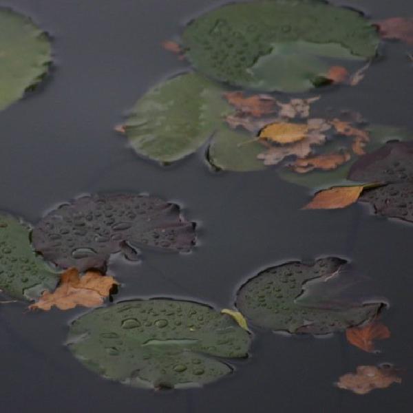 Lilypads