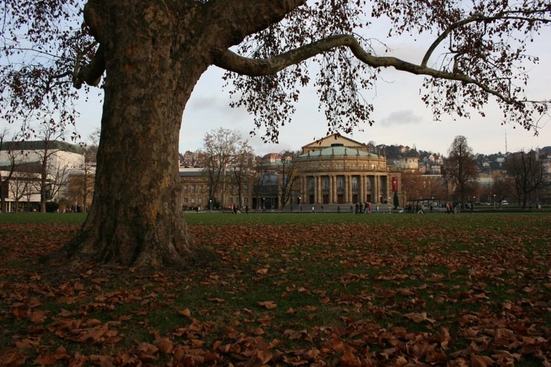 Fallen leaves in Schlossgarten