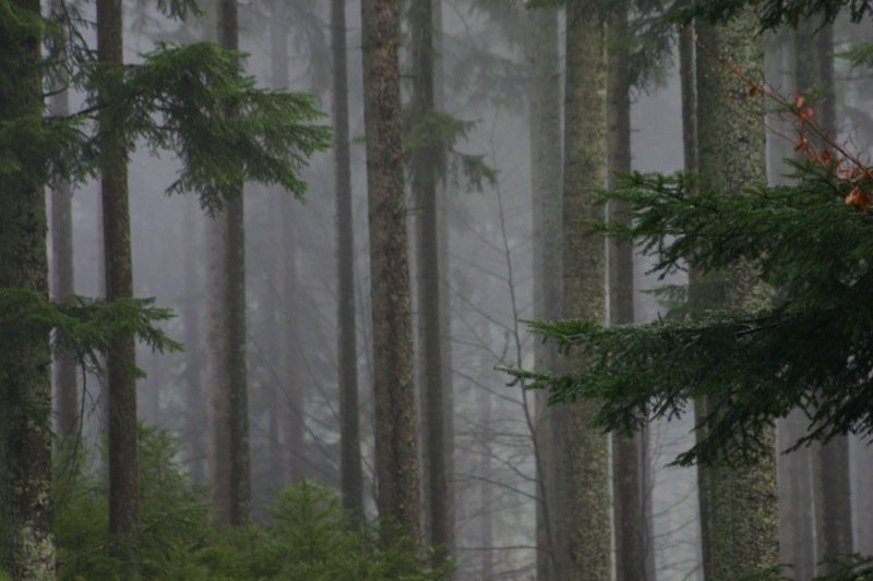 Foggy forest