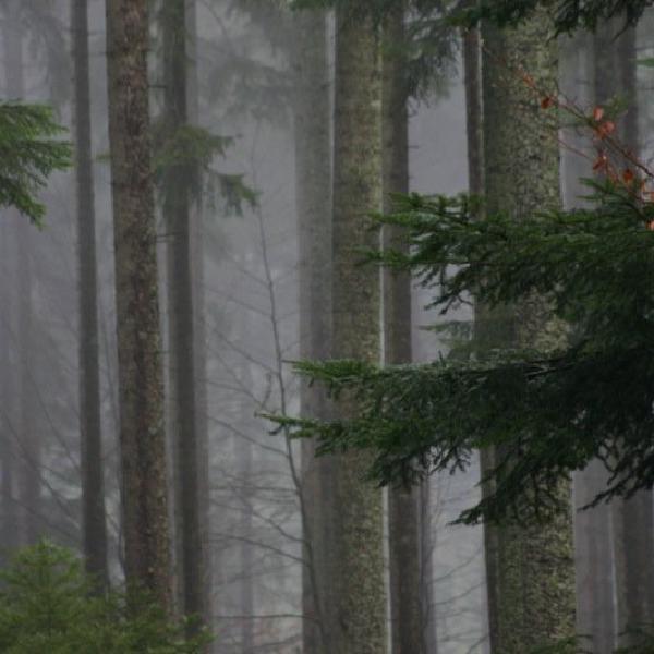 Foggy forest