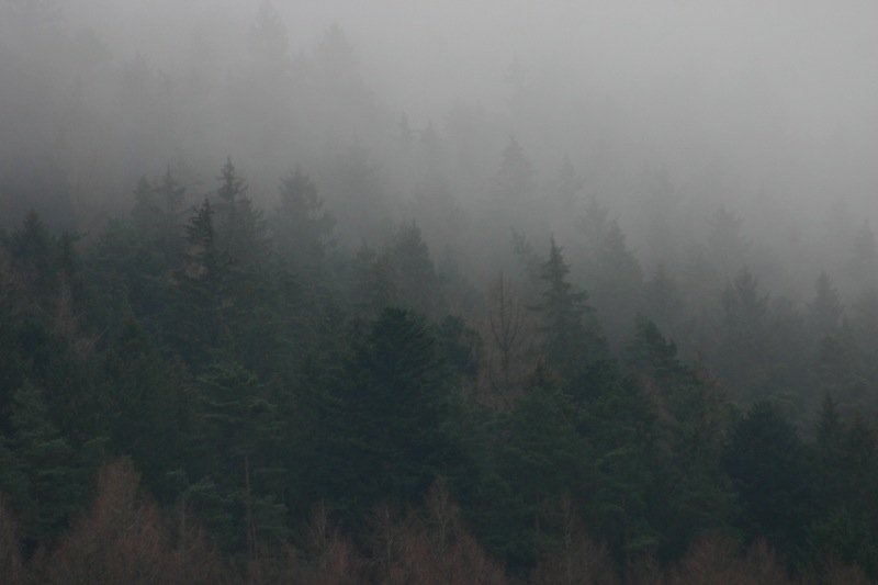 Foggy trees