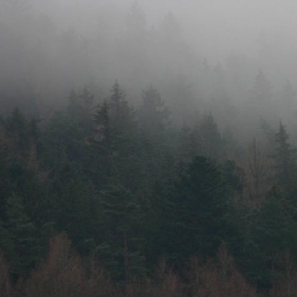 Foggy trees