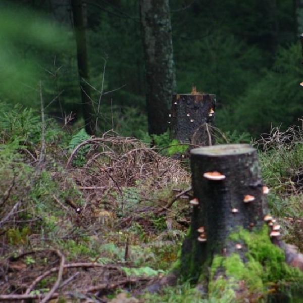 Funghi