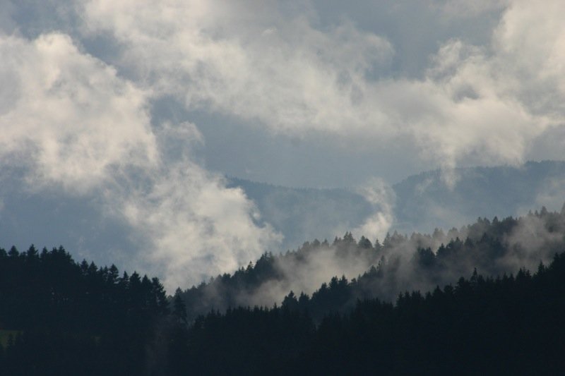 Hovering over the trees