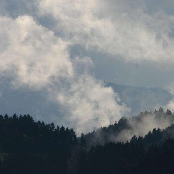 Hovering over the trees