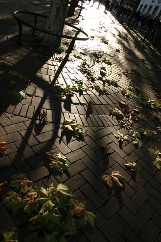 Leaves on Königstraße