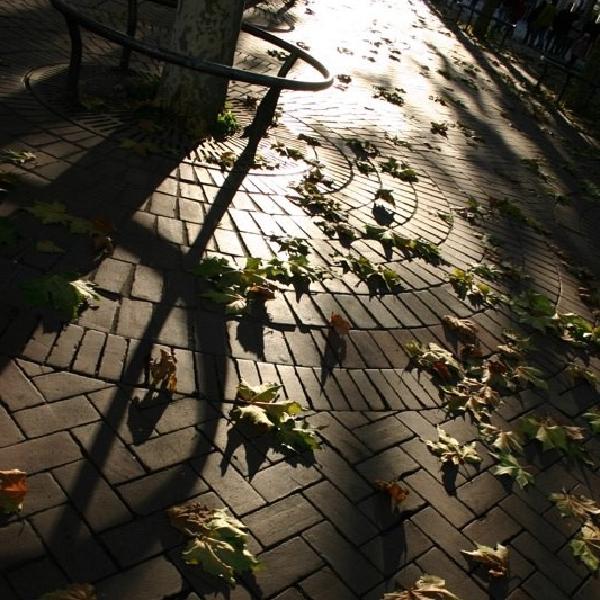 Leaves on Königstraße