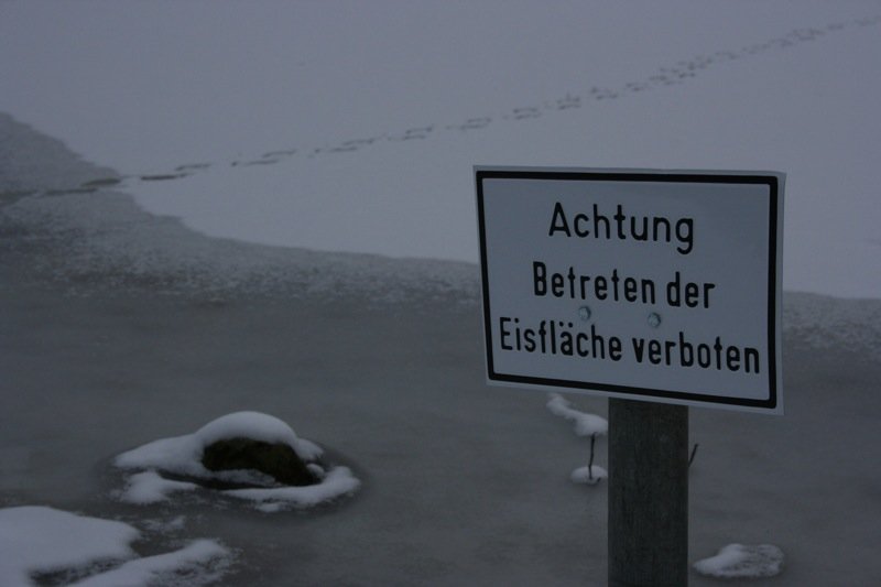 The goose(?) that didn't read the sign