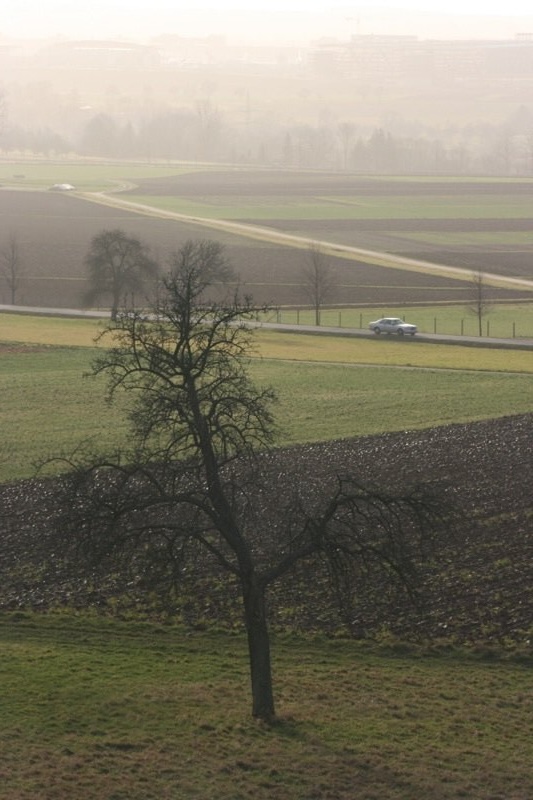 Tree under a hazy sky