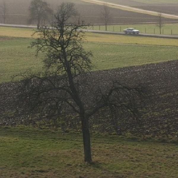 Tree under a hazy sky