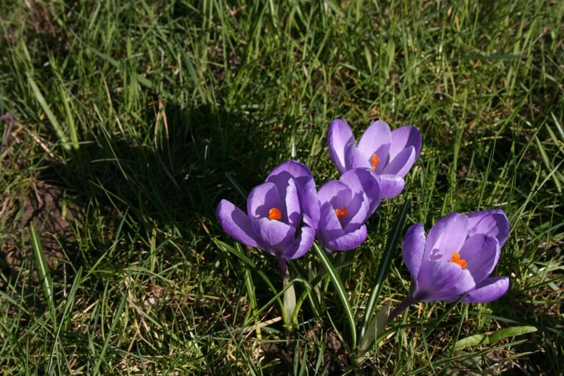 Crocuses in Sonnenberg