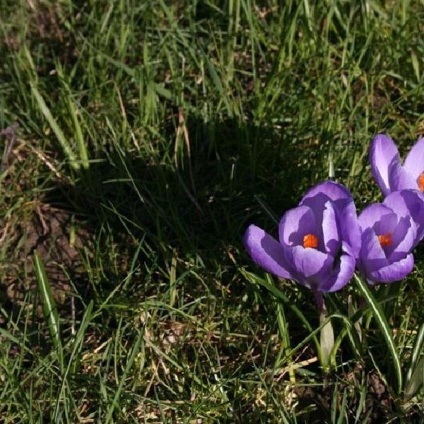 Crocuses in Sonnenberg