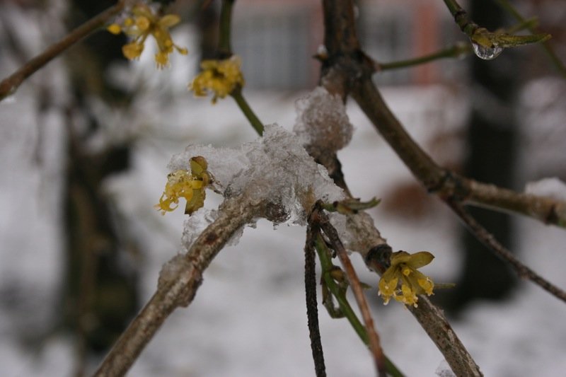 Frozen buds