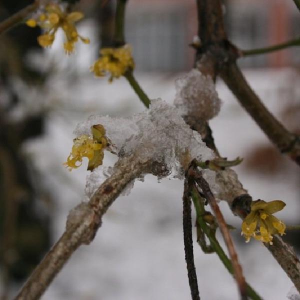 Frozen buds
