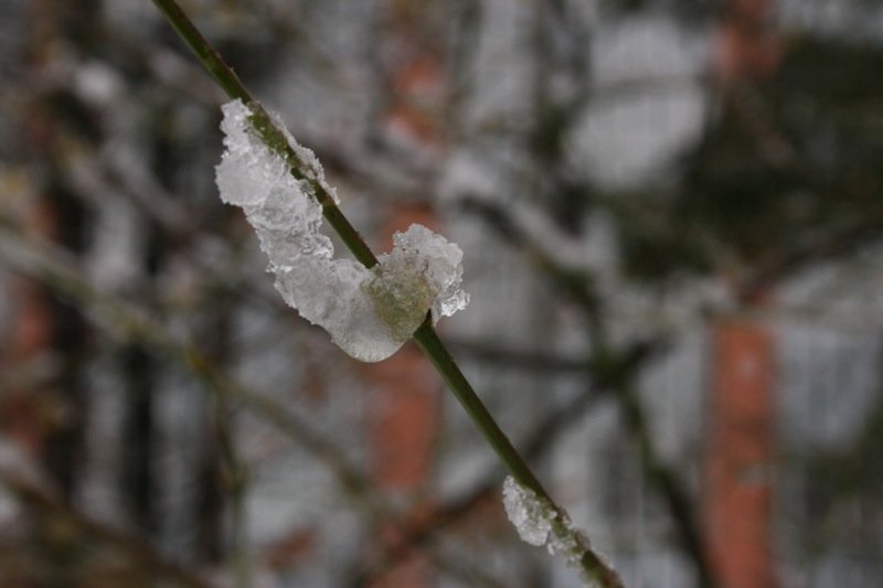 Ice caterpillar