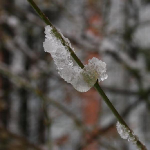 Ice caterpillar