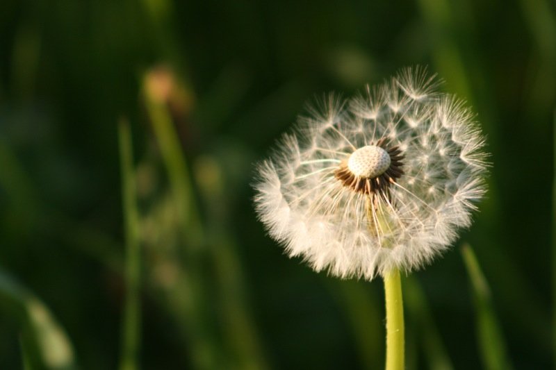 Balding dandelion
