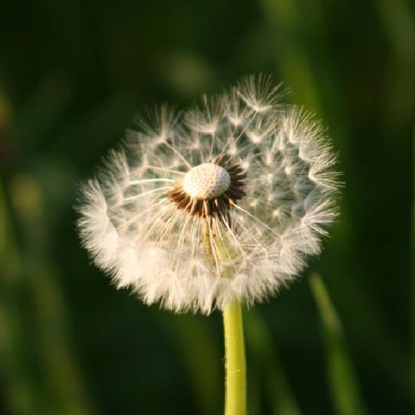 Balding dandelion