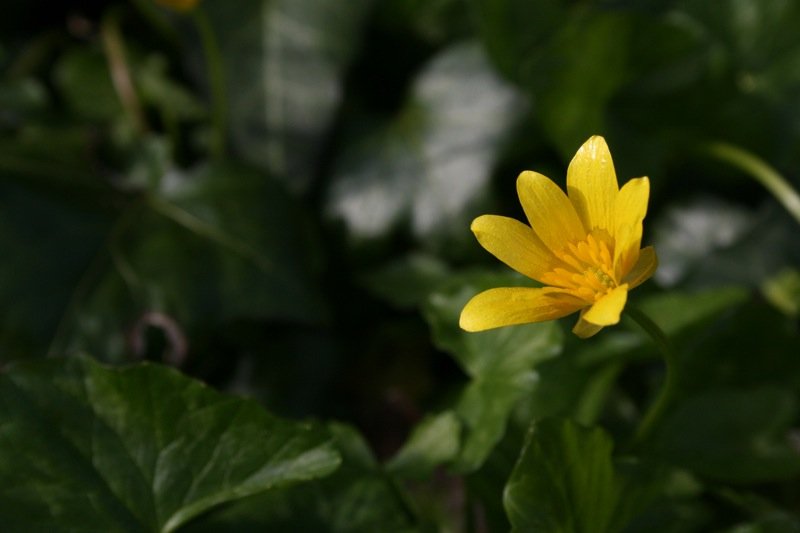 Buttercup