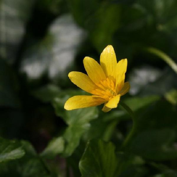 Buttercup