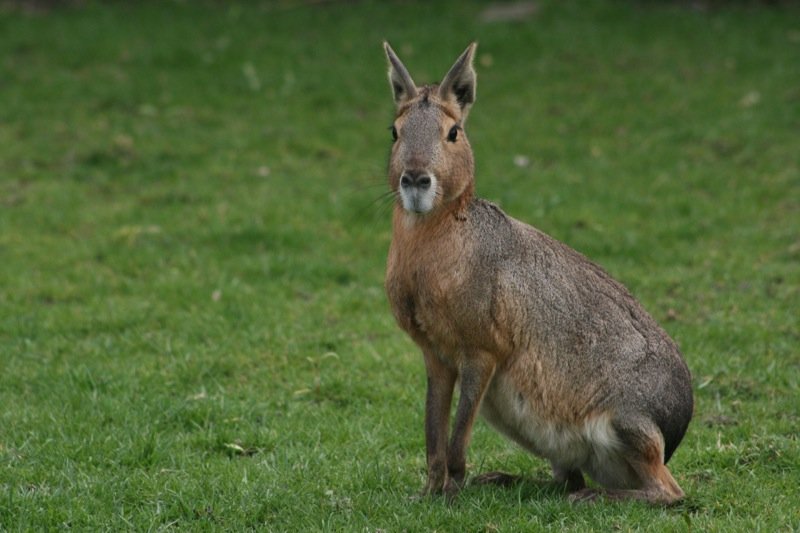 Not a hare
