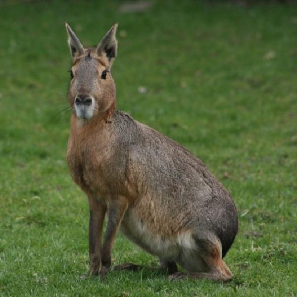 Not a hare
