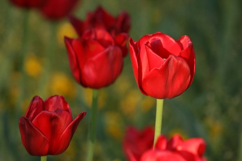 Red Tulips