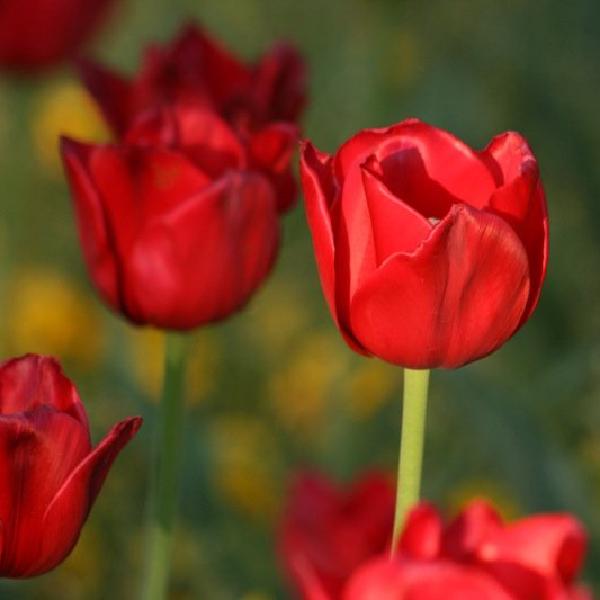 Red Tulips