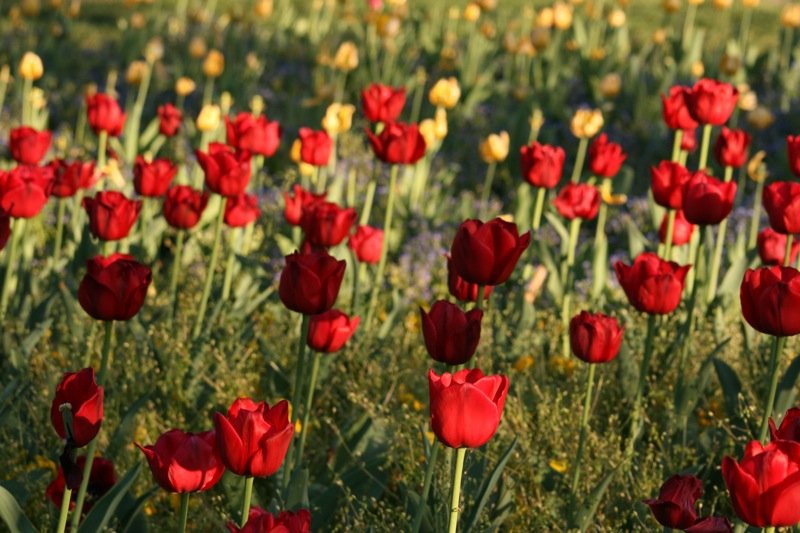 Stuttgart in Bloom