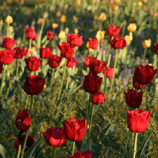 Stuttgart in Bloom