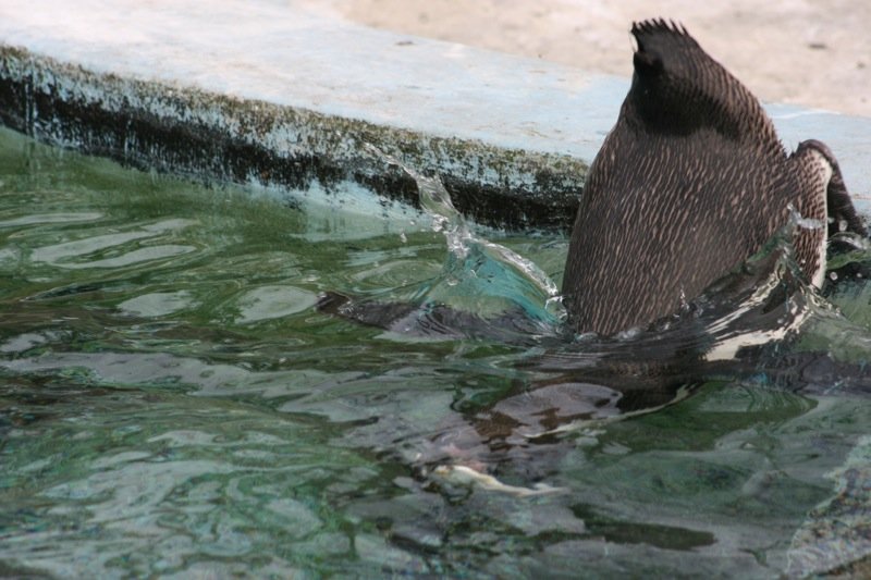 Taking a dip