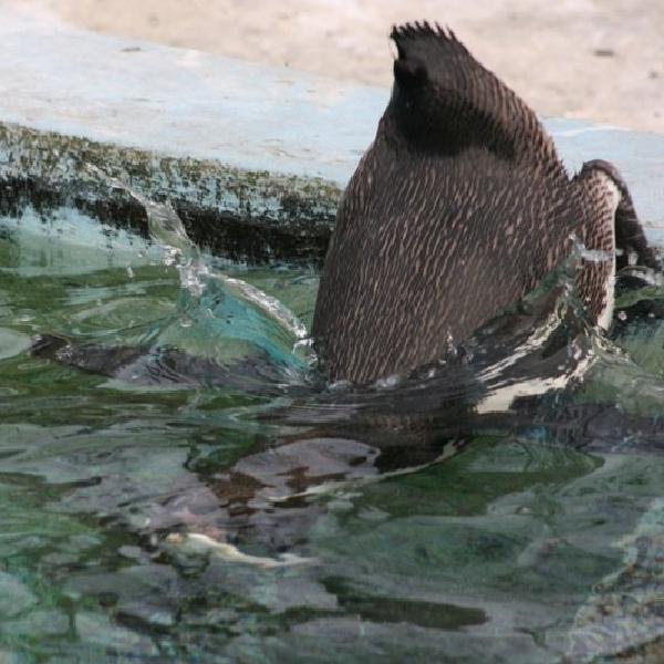 Taking a dip