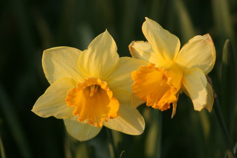 Whispering daffodils