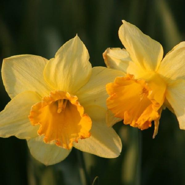 Whispering daffodils